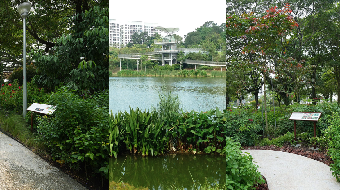 New Therapeutic Gardens in Singapore