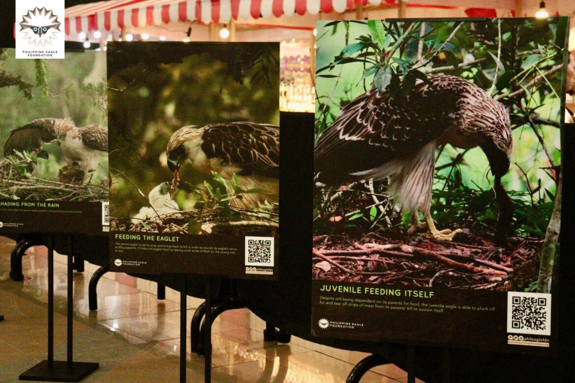 Philippine Eagle Foundation (PEF) held an educational exhibit in Davao City featuring Philippine Eagle in their natural habitat