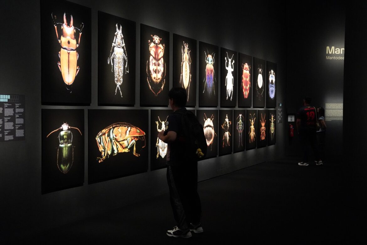 Witness the Beauty of Bugs at the Singapore ArtScience Museum